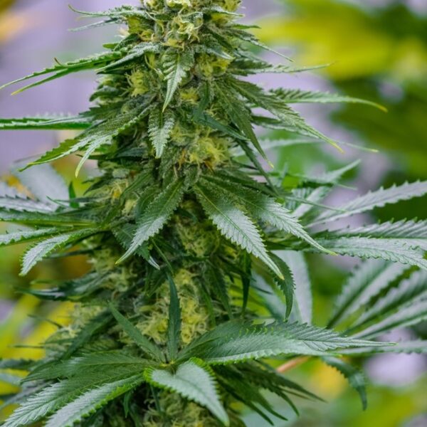 Green Avenger - Brothers Grimm Seeds