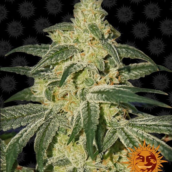 Afghan Hash Plant - Barney's Farm