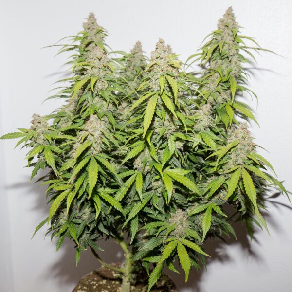 CBD Northern Light - Pyramid Seeds
