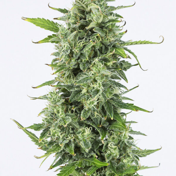 Auto Og Kush - Dinafem Seeds