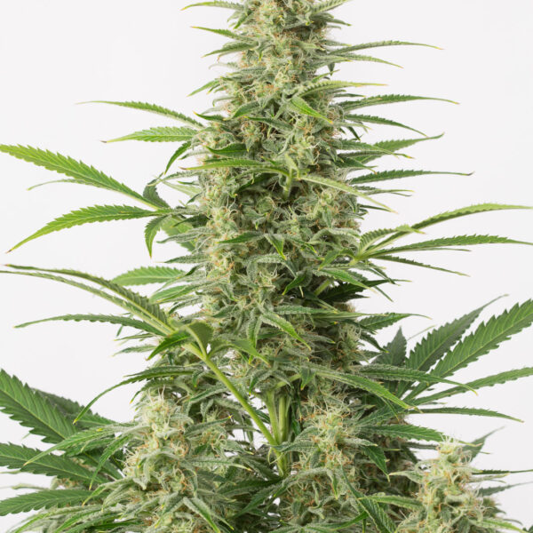 Auto Sour Diesel - Dinafem Seeds