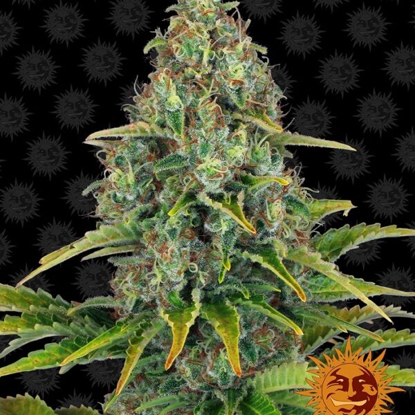 Blue Cheese Auto - Barney's Farm