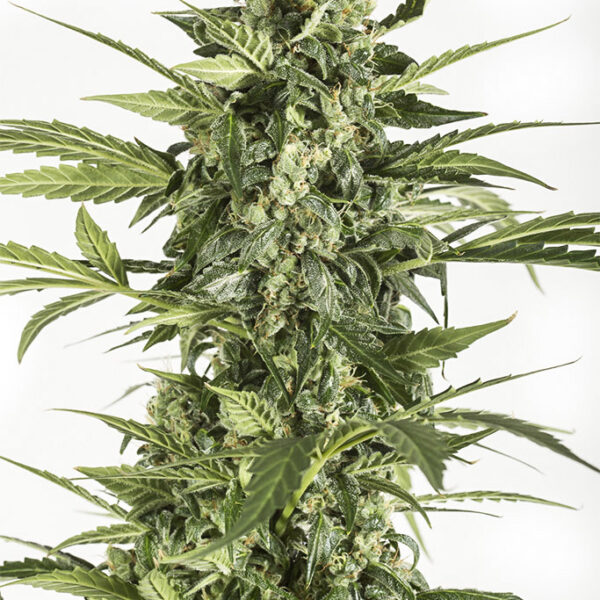 Blue Cheese Auto - Dinafem Seeds