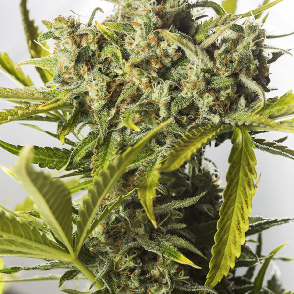 Blue Critical Auto - Dinafem Seeds