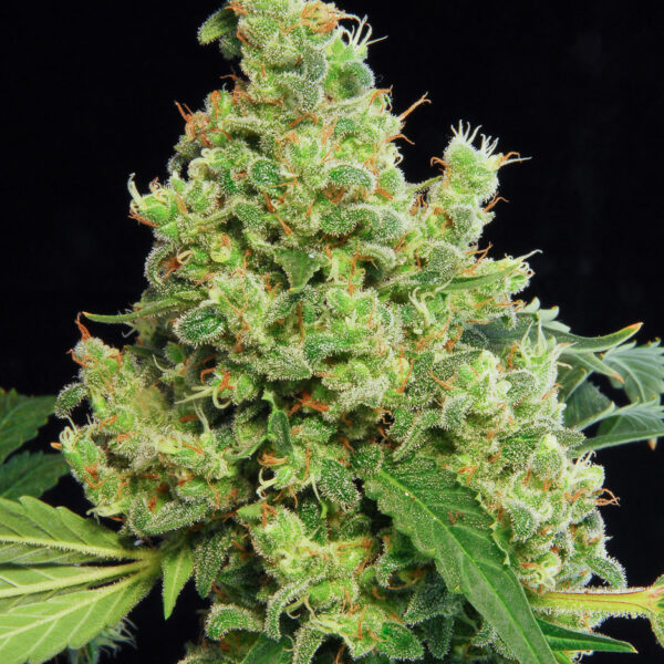 Blue Hash - Dinafem Seeds