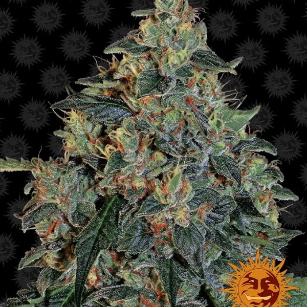 Blueberry OG -  Barney's Farm