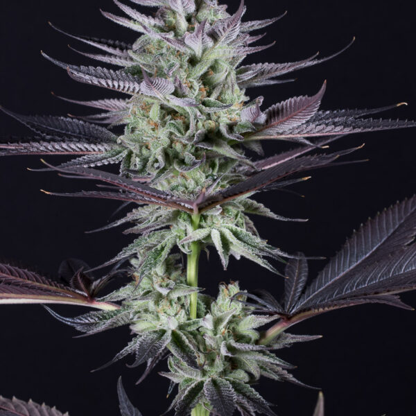 Cookies Auto - Dinafem Seeds