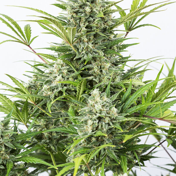 Critical Cheese Auto - Dinafem Seeds