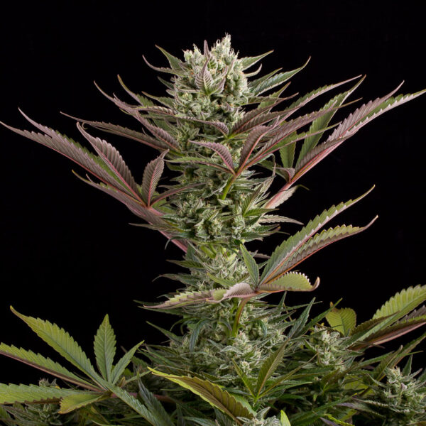 Deep Cheese - Dinafem Seeds