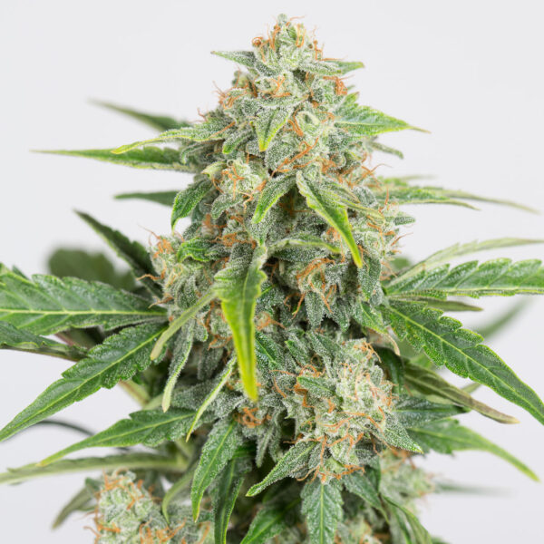 Dinamed Kush CBD Auto - Dinafem Seeds