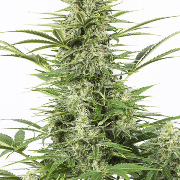 Dinamex Auto -  Dinafem Seeds
