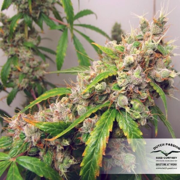 Euforia - Dutch Passion Seeds