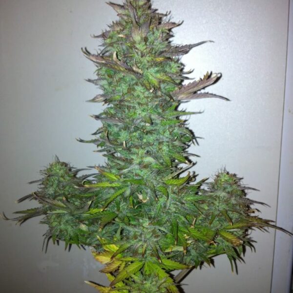 Fruit Auto - Dinafem Seeds