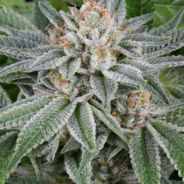 Gorilla Auto - Dinafem Seeds