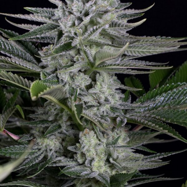 Gorilla CBD - Dinafem Seeds