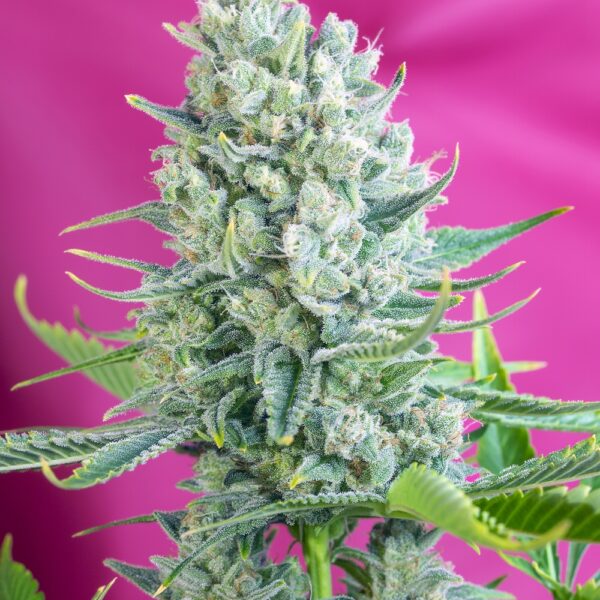 Gorilla Girl - Sweet Seeds