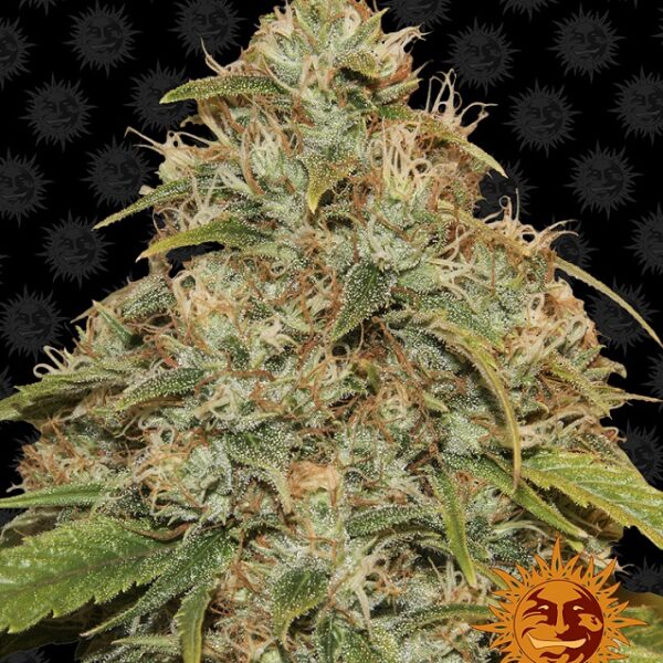 Lemon Potion CBD Auto - Barney's Farm