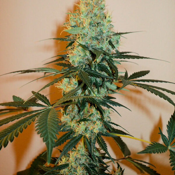 Master Kush - Dutch Passion Seeds