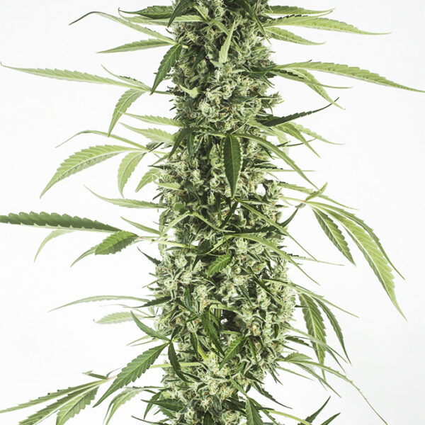 Moby Dick Auto XXL  - Dinafem Seeds