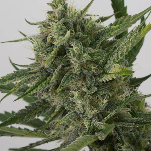 OG Kush Auto - Dinafem Seeds