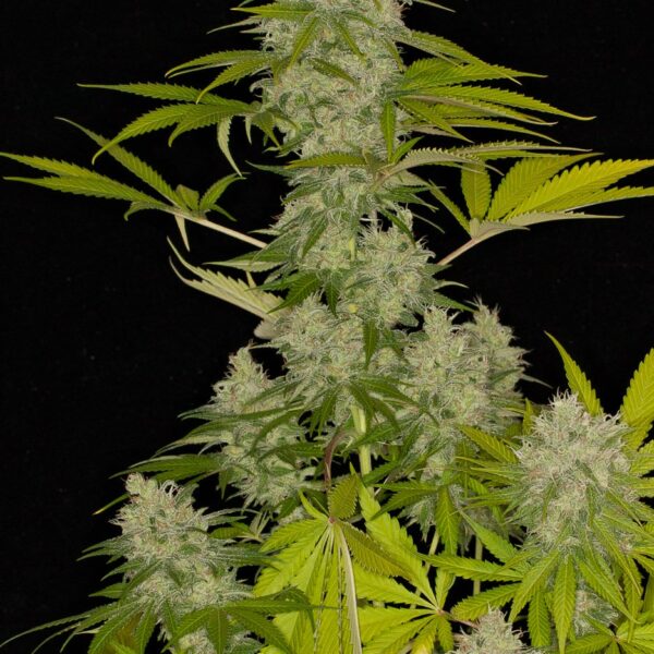 Power Kush - Dinafem Seeds