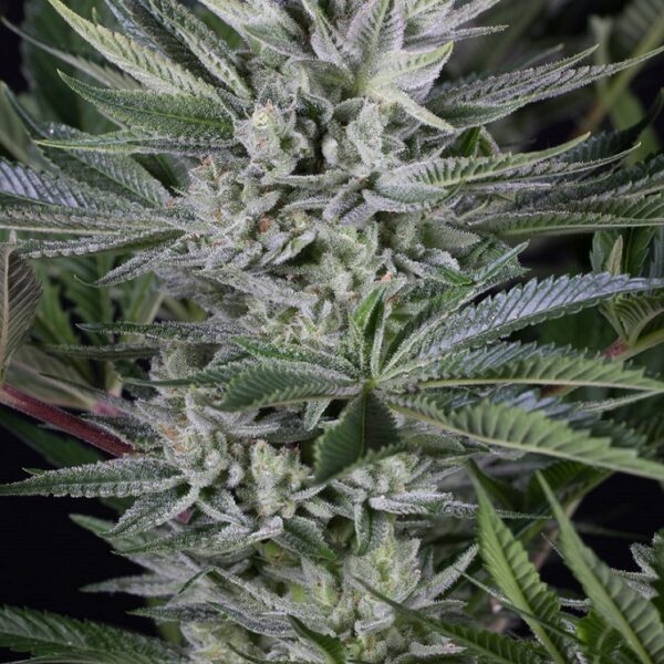 Quick Gorilla - Dinafem Seeds