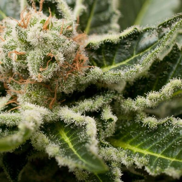 Shark Attack - Dinafem Seeds