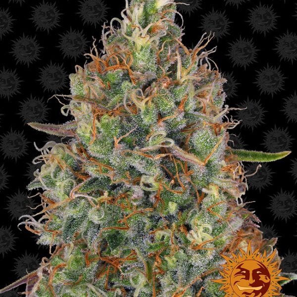 Sweet Tooth - Barney's Farm