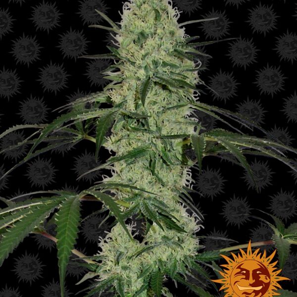 Tangerine Dream Auto - Barney's Farm