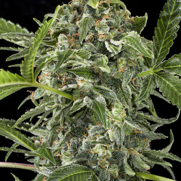 White Cheese Auto - Dinafem Seeds