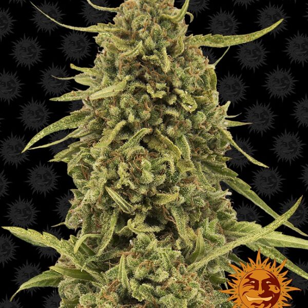 Widow Remedy - Barney's Farm