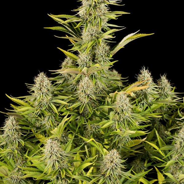 Amnesia Kush - Dinafem Seeds