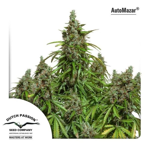 Mazar Auto - Dutch Passion Seeds