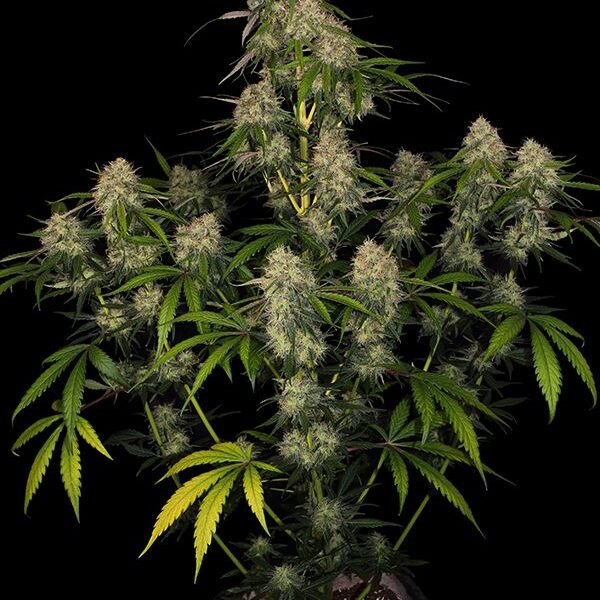 Big Kush - Dinafem Seeds
