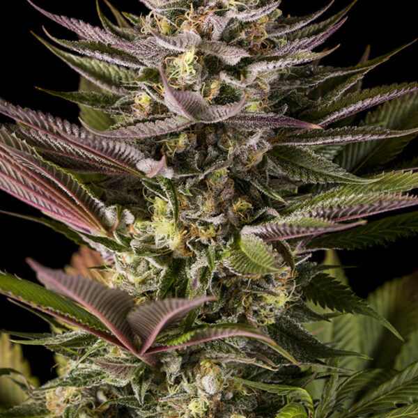 Blue Kush - Dinafem Seeds
