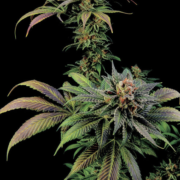 Blue Widow - Dinafem Seeds