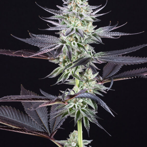 Blueberry Cookies - Dinafem Seeds