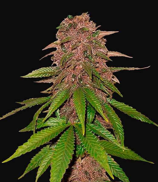 C4 Auto - Fast Buds