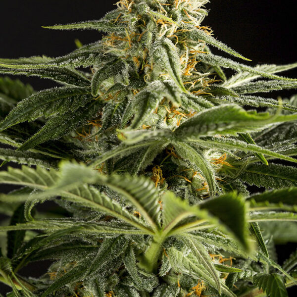 California Hash Plant - Dinafem Seeds