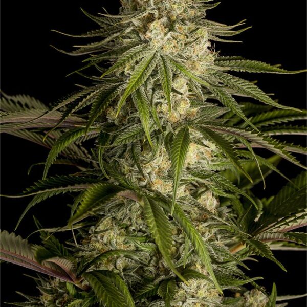 Critical Kush - Dinafem Seeds