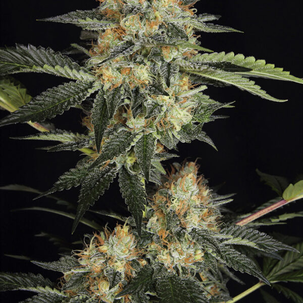 Dinachem - Dinafem Seeds