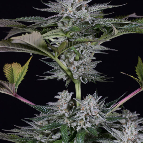 Ocean Grown Cookies - Dinafem Seeds