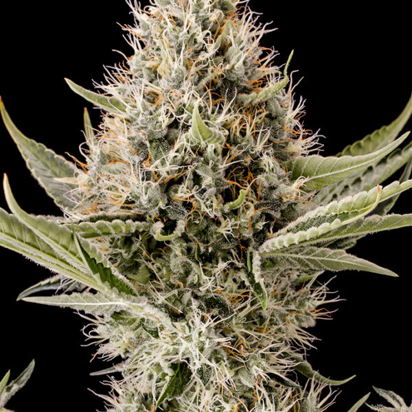 Dinamex - Dinafem Seeds