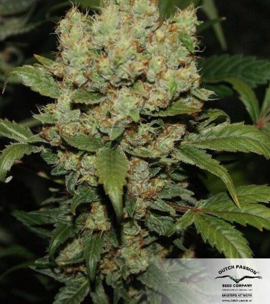 Freddy's Best - Dutch Passion Seeds