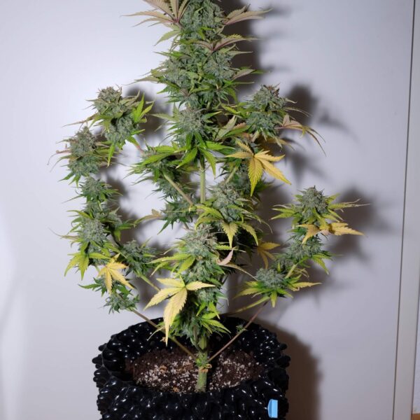 G14 Auto - Fast Buds