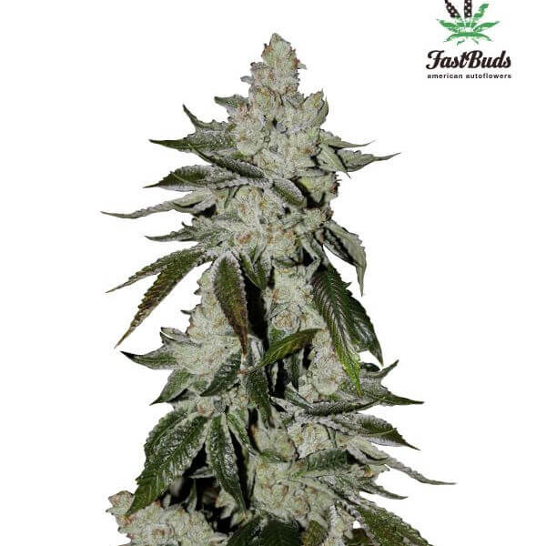 Girl Scout Cookies Auto - Fast Buds