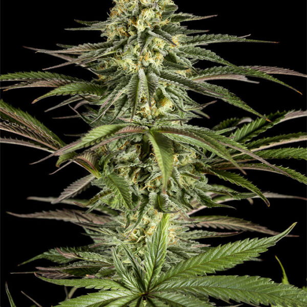 Kush N Cheese - Dinafem Seeds