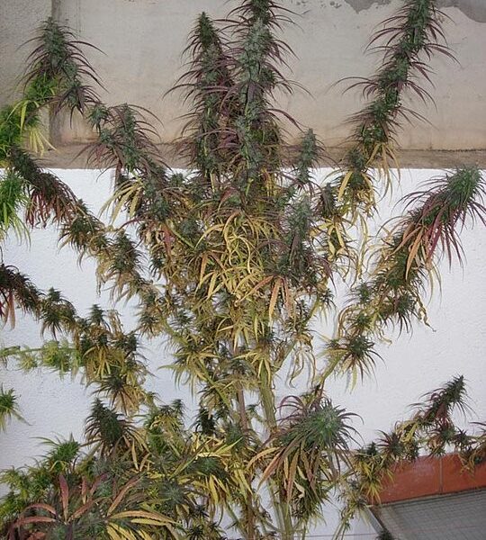 Oldtimers Haze - Ace Seeds