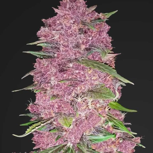 Purple Lemonade Auto - Fast Buds