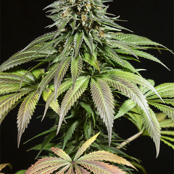 Purple Moby Dick - Dinafem Seeds